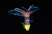 A firefly flying at night with its abdomen glowing