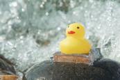 A rubber duck stuck to a rock with waves pounding it