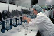 A row of horseshoe crabs in a lab where a woman in a lab coat and hair covering is extracting their blue blood