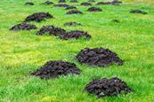 Lots of mole holes in a green grass field