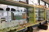 A glass fronted cupboard in a science classroom with a periodic table, animal skulls and lab glassware. There is a large window at the back of the cupboard