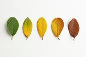 Five leaves representing different stages of turning brown, from completely green to yellow to fully brown