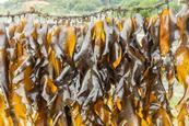 Brown kelp image