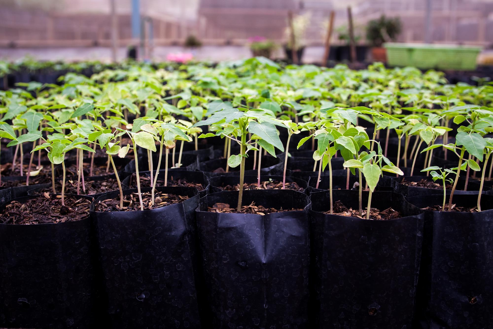 How do trees clean our air? Feature RSC Education