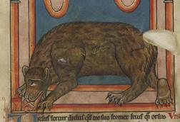 A illustration of a bear from a medieval manuscript