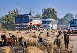 A herd of sheep in a rural road in India with traffic building up behind them