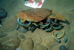 An underwater photograph from a shipwreck of some greenish curved bracelet-like manillas encrusted together
