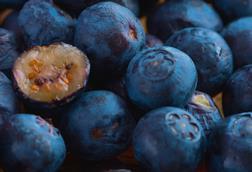 A close up of blueberries one has been cut open to show the yellow flesh under the blue skin