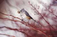 Image - Cotton - bird