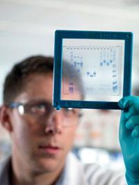Electrophoresis gel being studied by a researcher