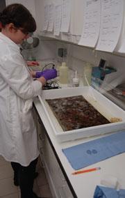 A conservator pH testing the liquid used for cleaning a textile