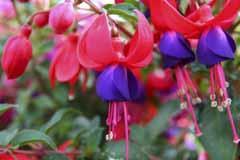 Fuchsine - named after the blue-red fuchsia