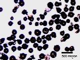 Figure 2 (a) - Dyed microcapsules containing DCPD before being ruptured