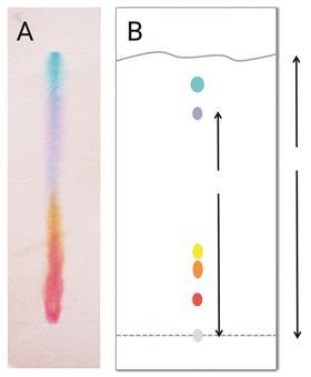 A chromatography paper where the ink has travelled up separating into different dyes. Along side is a diagram showing the locations of the different dyes on the paper.