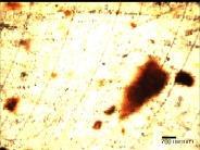 Figure 4 (a) - Cross-sections of epoxy samples containing 2.5 wt per cent Grubbs' catalyst