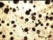 Figure 4 (b) - Cross-sections of epoxy samples containing 0.25 wt per cent Grubbs' catalyst protected in wax microspheres