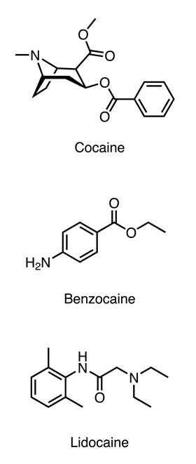 An image showing the structures of cocaine, benzocaine and lidocaine