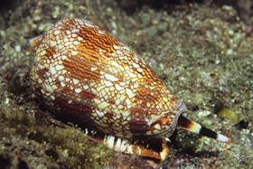 A cone snail