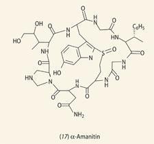 Structure (17) α-Amanitin