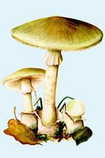 Amanita phalloides - delicious but deadly