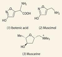 Structure: (1) Ibotenic acid (2) Muscimol (3) Muscarine