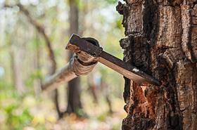 Blade of axe in tree trunk