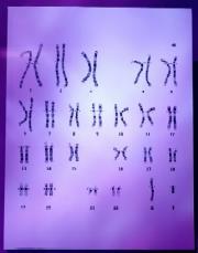 Brown - chromosomes