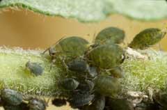 Blackbean aphids on potato plant