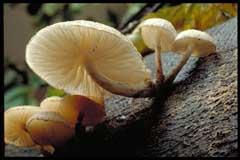 Oudemansiella mucida - a fungus that produces fungicides