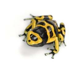 Poison dart frog