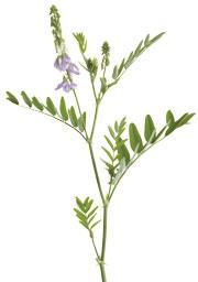 Goat's rue