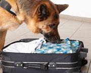 A dog sniffing in a suitcase