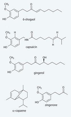 Structures of 6-shogaol, Capsaicin, gingerol, α-copaene and zingerone