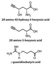 2R-amino-45-hydroxy-5-hexynoic acid, 2R-amino-5-hexynoic acid and γguanidinobutyric acid