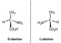 D-alanine and L-alanine