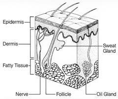 Figure 1 - Structure of the skin