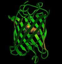 Green fluorescent protein