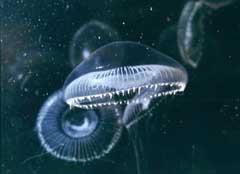The jellyfish Aequorea victoria