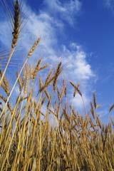 A wheat field