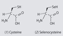 (1) Cysteine (2) Selenocysteine