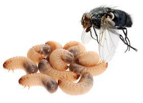 An image showing a fly and maggots