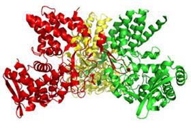 The influenza A nucleoprotein