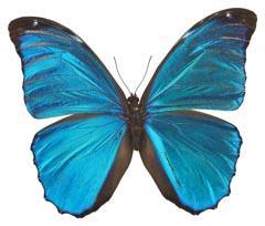 Bright blue butterfly
