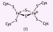 Structure 1 - The structure of the chloroplast-type of ferredoxin