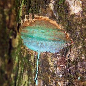 Blueish sap seeps from a cut on a tree