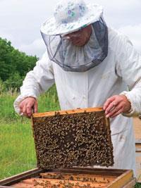 A bee keeper checks his hive