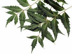 The Indian neem tree