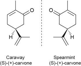 Caraway & Spearmint