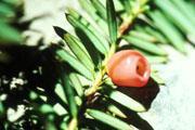 yew tree berry and needle - natural products offer myriad life-saving medicines