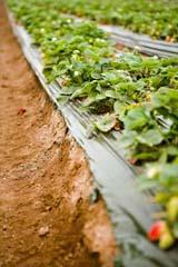 Crops sprayed with pesticide